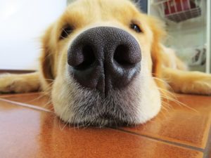ドッグフードを食べる犬